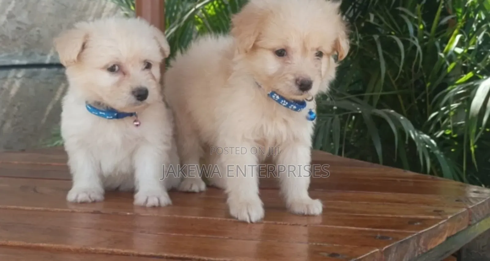 1-3 months Female Purebred Havanese