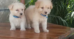 1-3 months Female Purebred Havanese