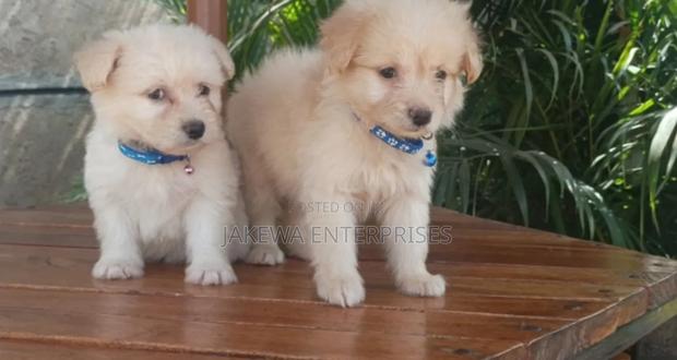 1-3 months Female Purebred Havanese