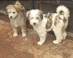1-3 months Male Purebred Havanese