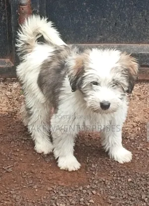 1-3 months Male Purebred Havanese