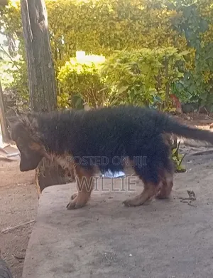1-3 months Male Purebred German Shepherd