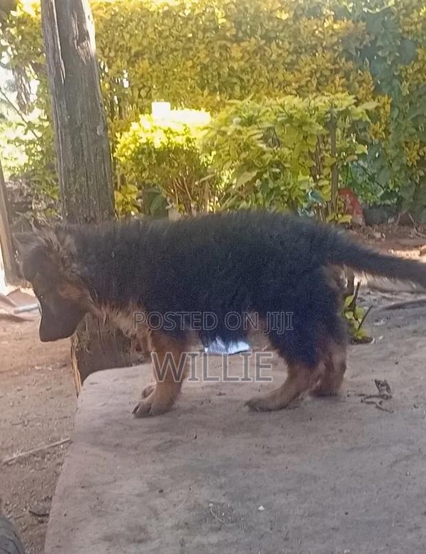 1-3 months Male Purebred German Shepherd