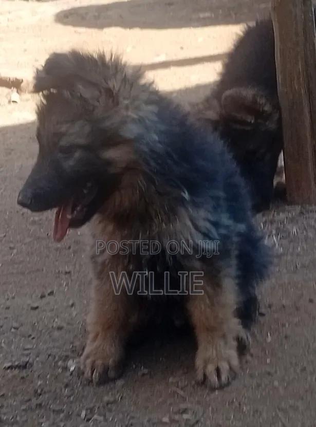 1-3 months Male Purebred German Shepherd - thumbnail 2