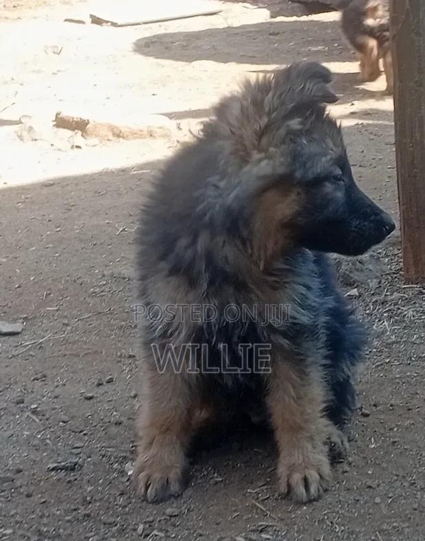 1-3 months Male Purebred German Shepherd - thumbnail 3