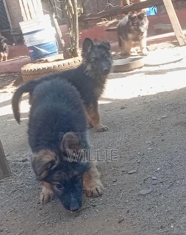 1-3 months Male Purebred German Shepherd - thumbnail 5