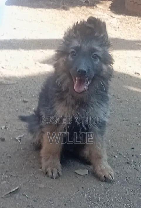 1-3 months Male Purebred German Shepherd - thumbnail 7