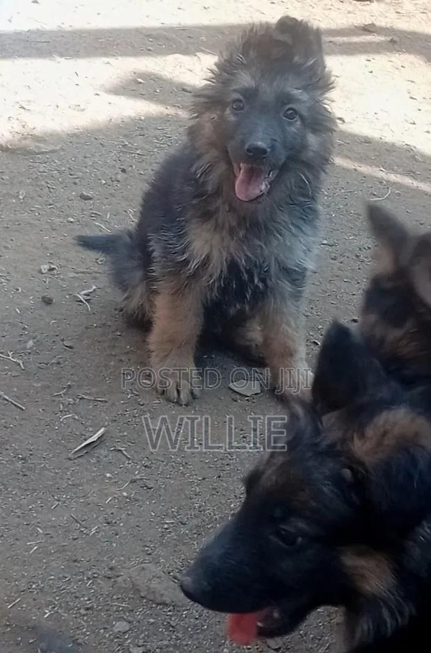 1-3 months Male Purebred German Shepherd - thumbnail 8