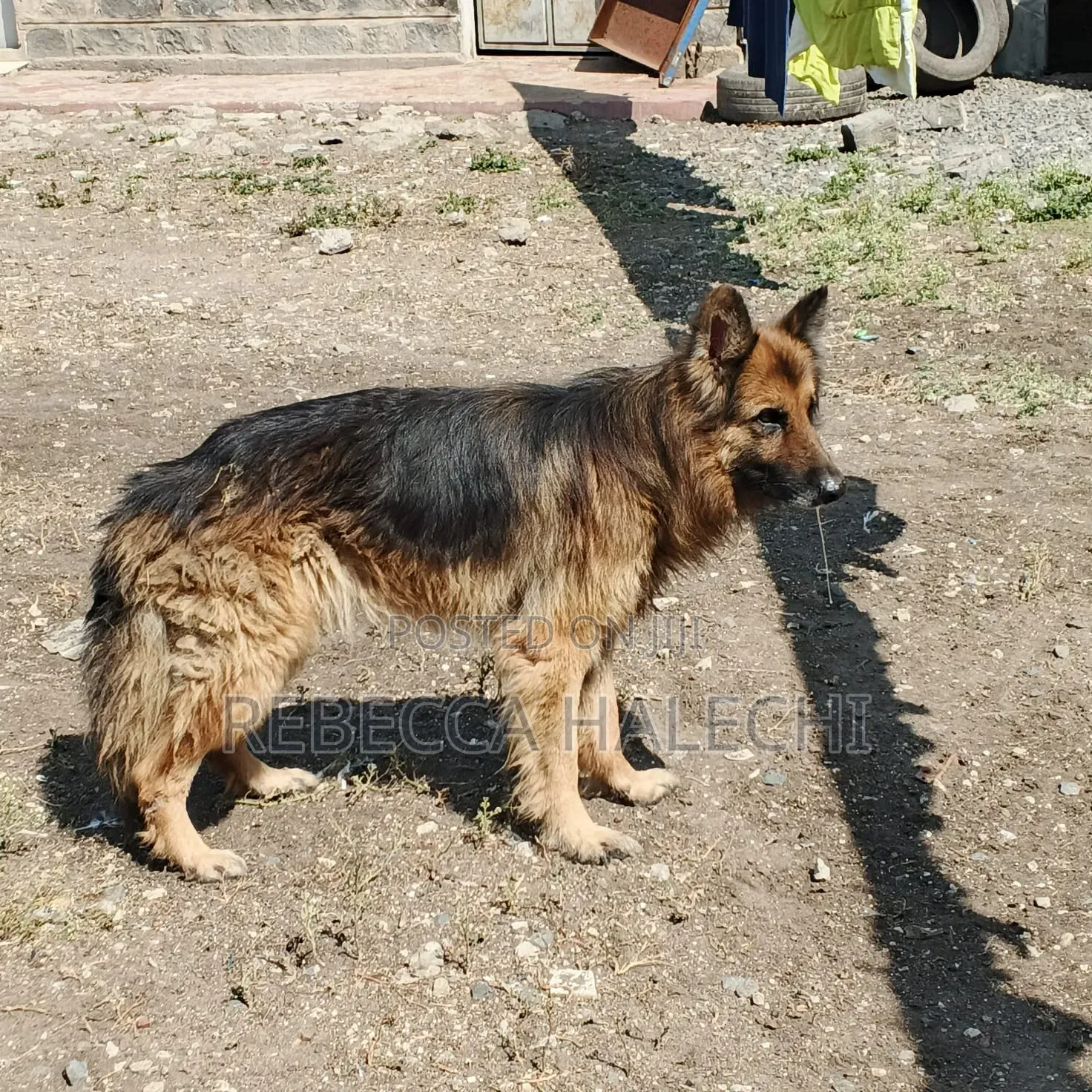 1+ year Male Purebred German Shepherd