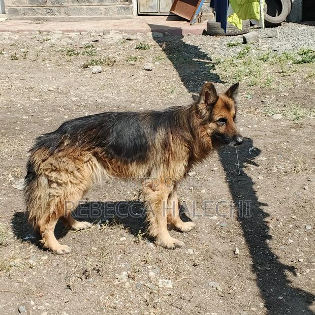 1+ year Male Purebred German Shepherd