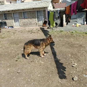 1+ year Male Purebred German Shepherd