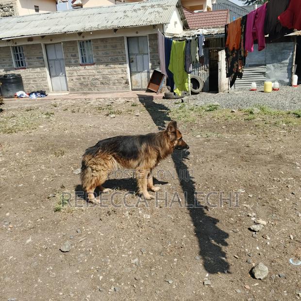 1+ year Male Purebred German Shepherd - thumbnail 2