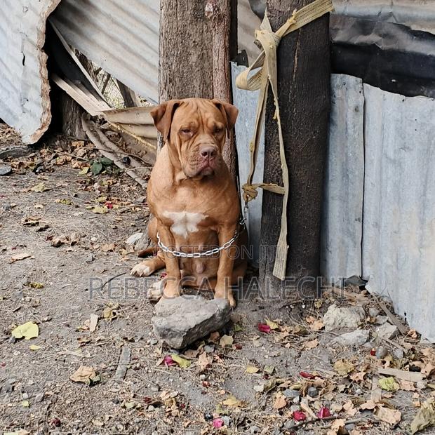 1+ year Female Purebred Boerboel
