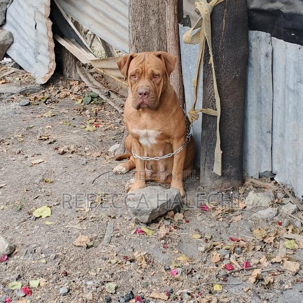 1+ year Female Purebred Boerboel - thumbnail 2