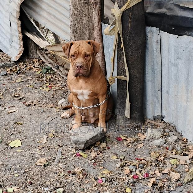 1+ year Female Purebred Boerboel - thumbnail 3