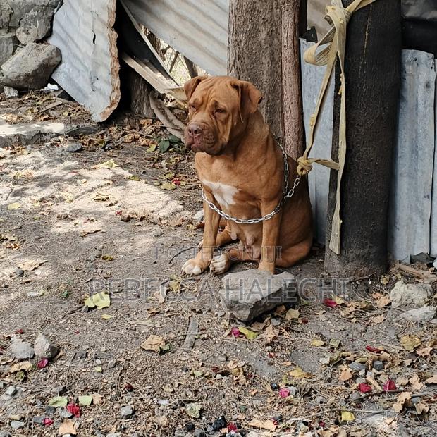 1+ year Female Purebred Boerboel - thumbnail 4