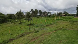 Prime 50x100ft in Kikuyu Thigio -1.5m
