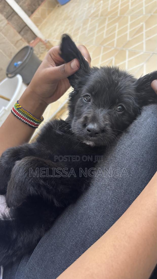 1-3 months Female Mixed Breed Golden Retriever