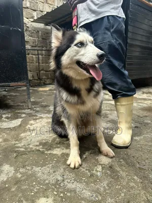 6-12 months Female Purebred Siberian Husky