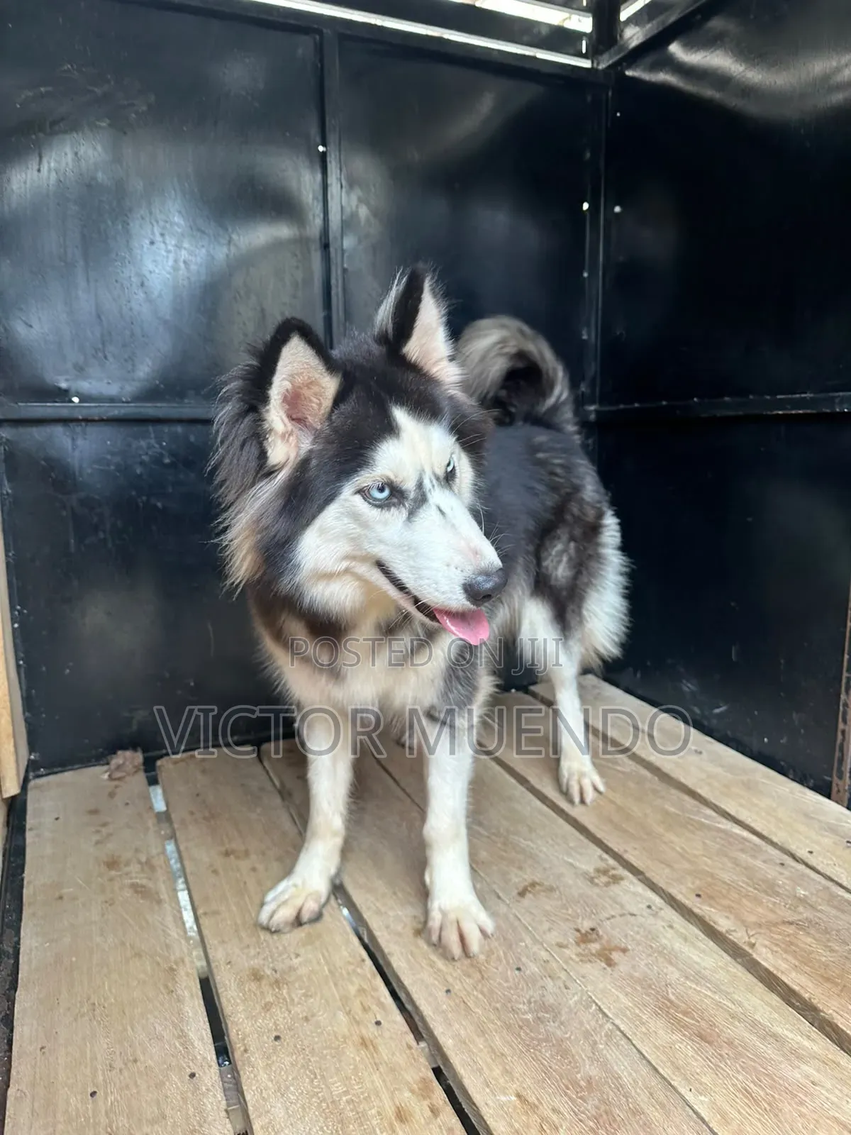 6-12 months Female Purebred Siberian Husky