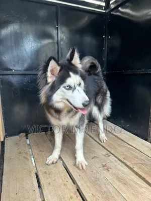 6-12 months Female Purebred Siberian Husky