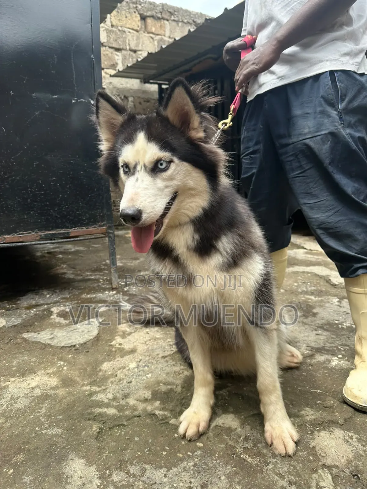 6-12 months Female Purebred Siberian Husky