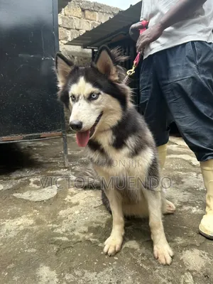 6-12 months Female Purebred Siberian Husky