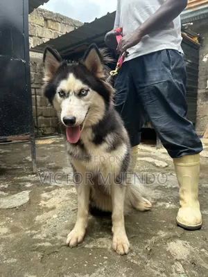 6-12 months Female Purebred Siberian Husky