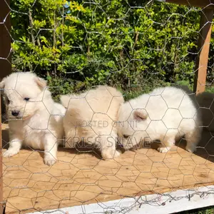 1-3 months Female Purebred Japanese Spitz