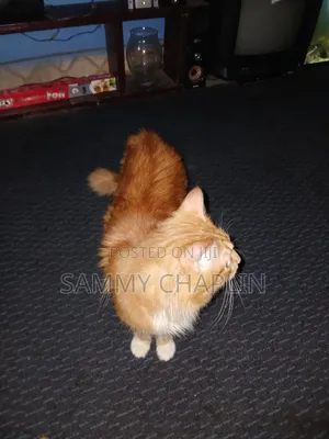 6-12 months Male Purebred Maine Coon