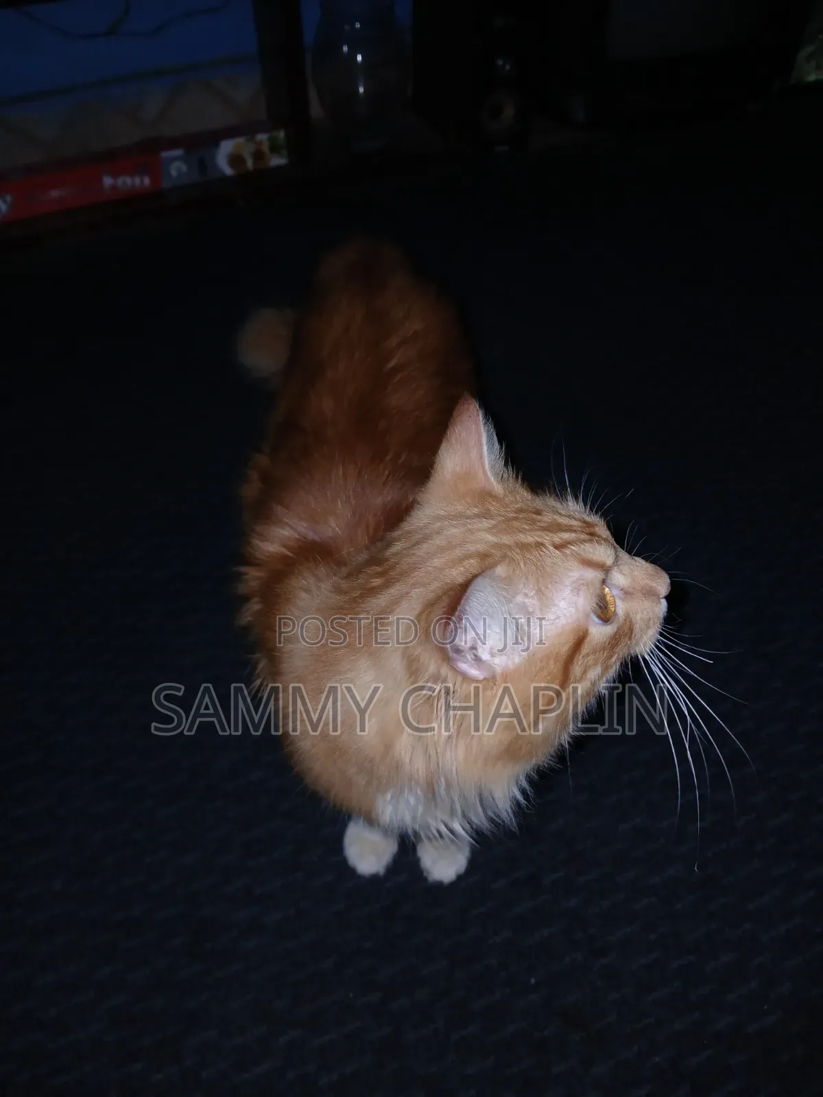 6-12 months Male Purebred Maine Coon