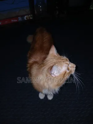 6-12 months Male Purebred Maine Coon