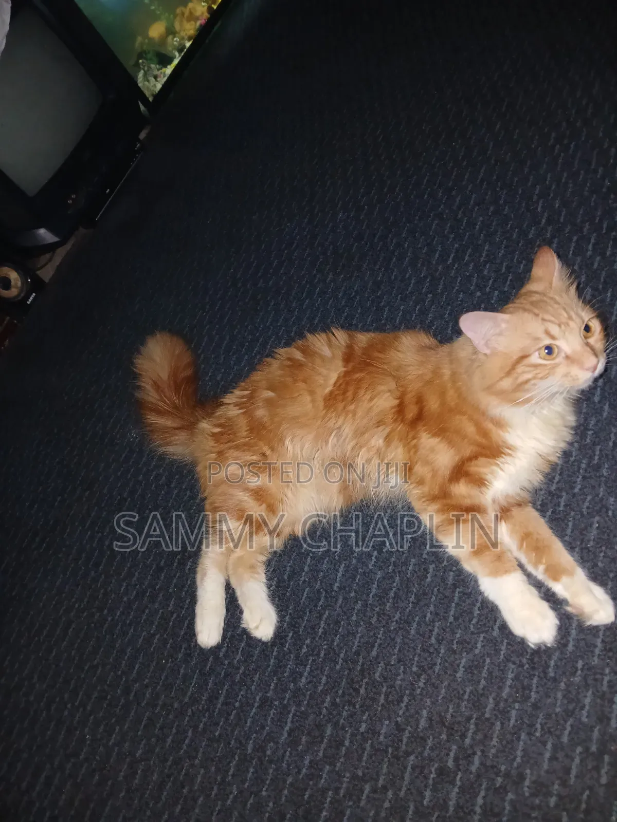 6-12 months Male Purebred Maine Coon