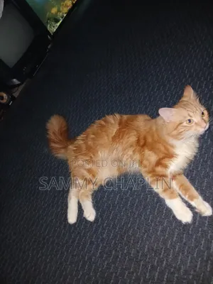 6-12 months Male Purebred Maine Coon