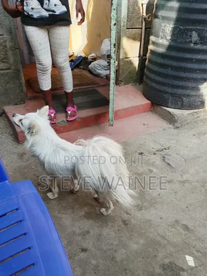 6-12 months Female Purebred Chihuahua