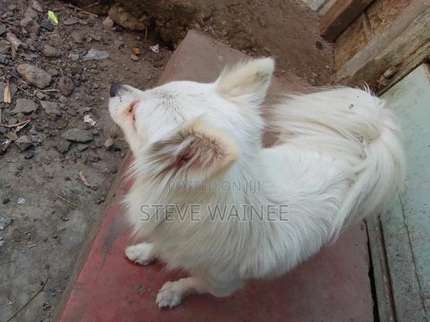 6-12 months Female Purebred Chihuahua - thumbnail 2