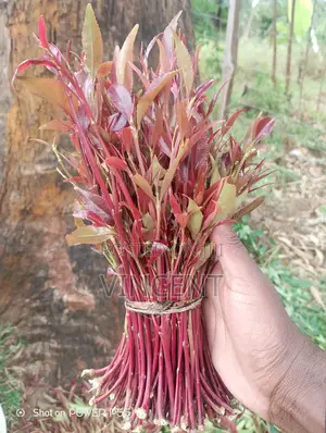 Bwegabwega Premium Miraa