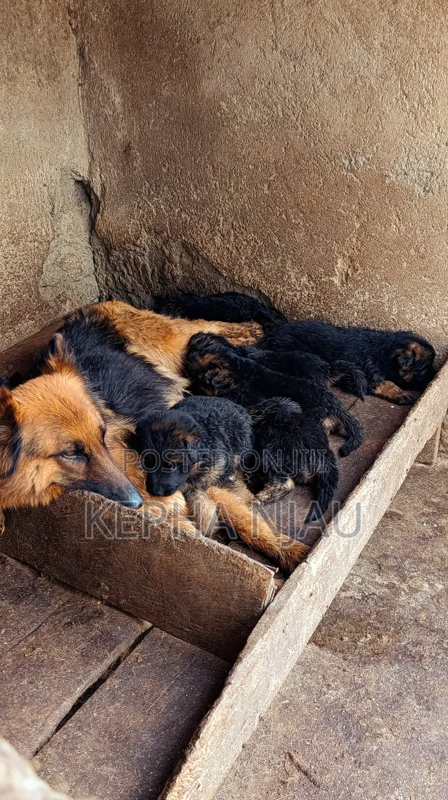 1-3 months Male Purebred German Shepherd