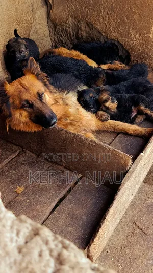 1-3 months Male Purebred German Shepherd