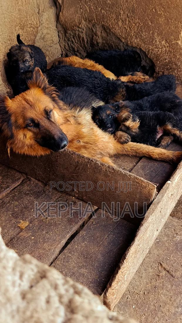 1-3 months Male Purebred German Shepherd - thumbnail 2
