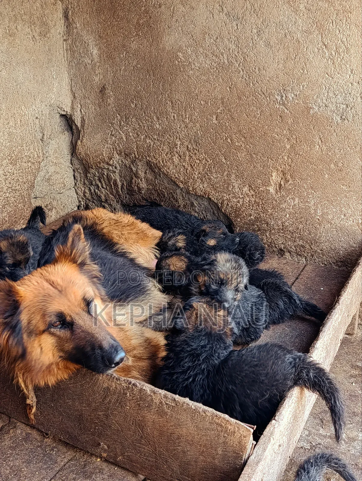 1-3 months Male Purebred German Shepherd
