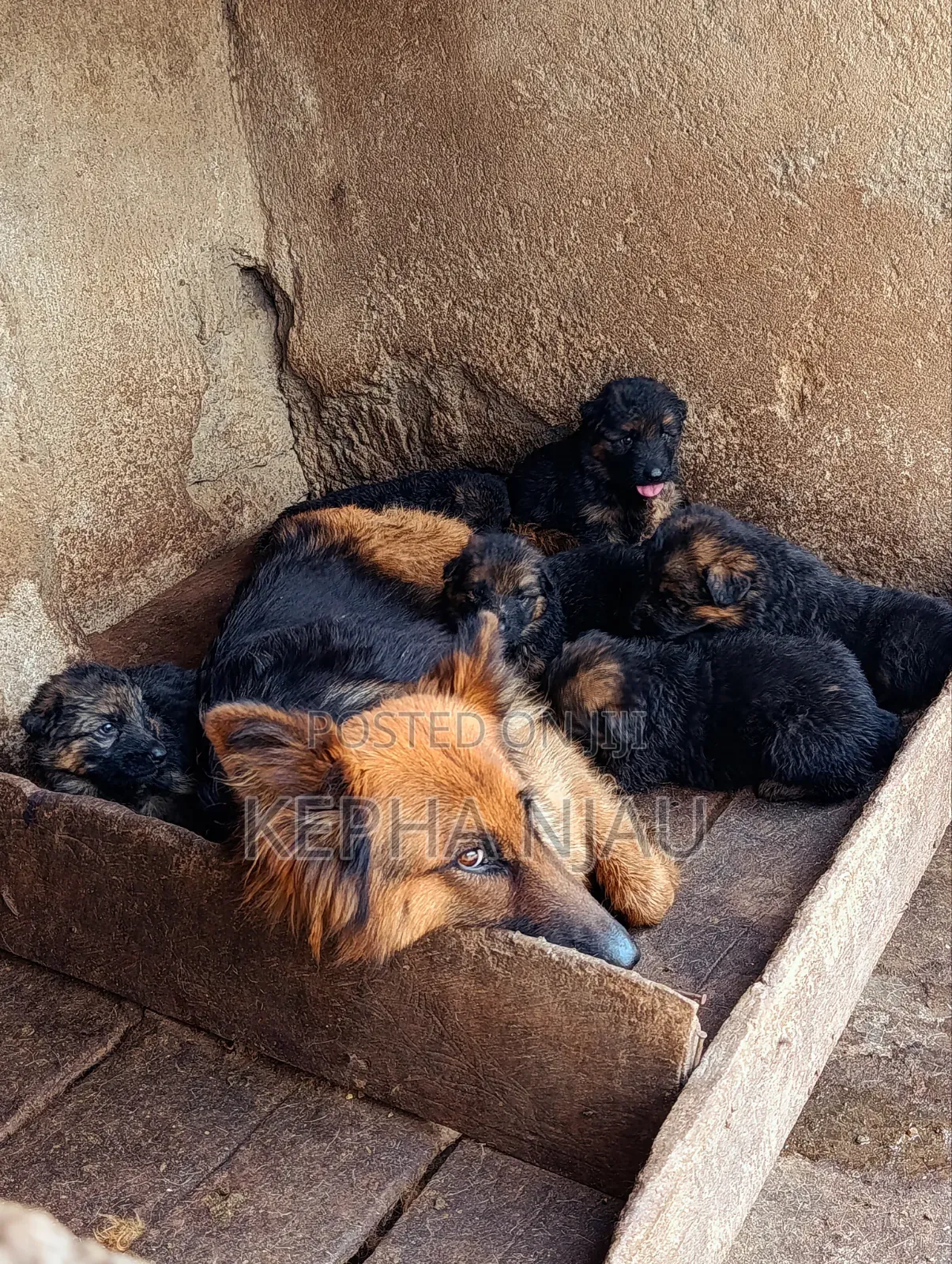 1-3 months Male Purebred German Shepherd