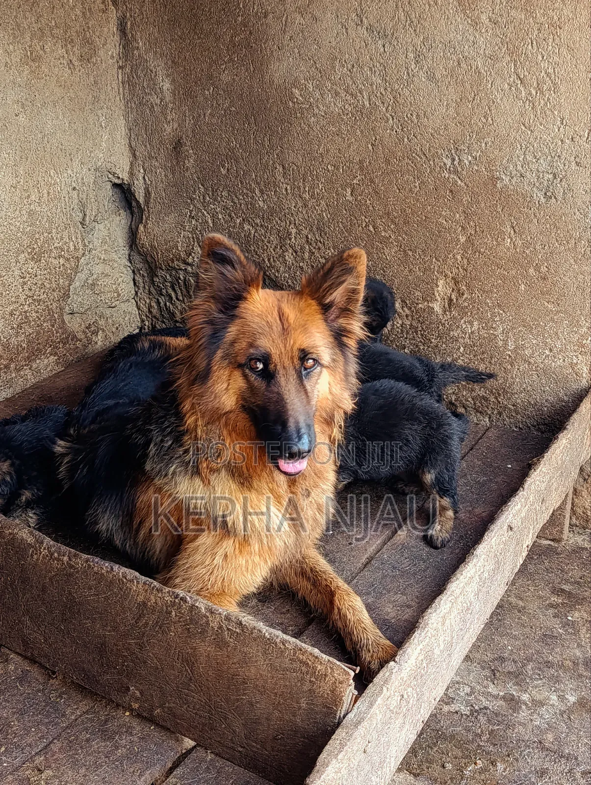 1-3 months Male Purebred German Shepherd