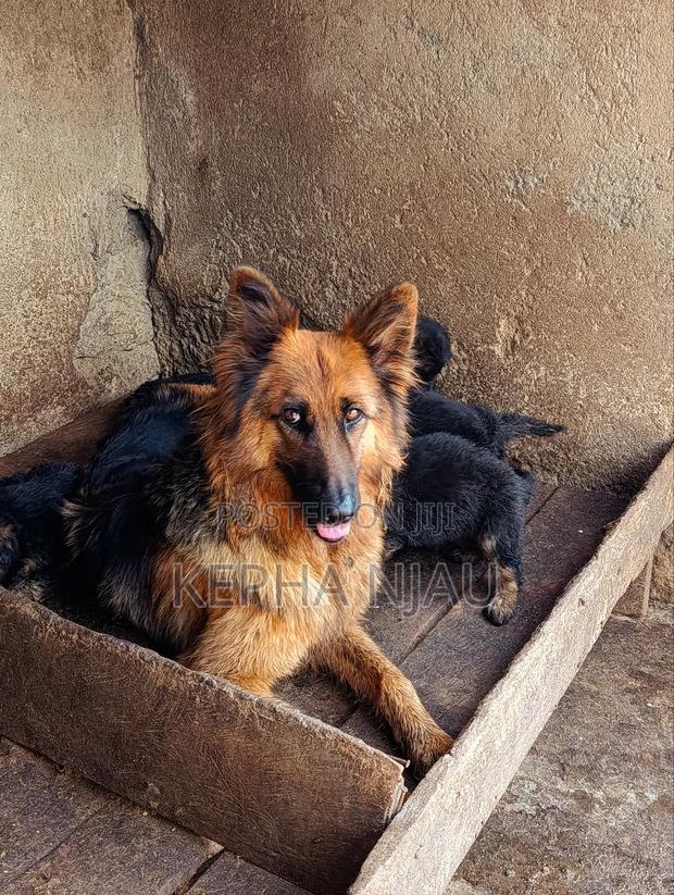 1-3 months Male Purebred German Shepherd - thumbnail 5