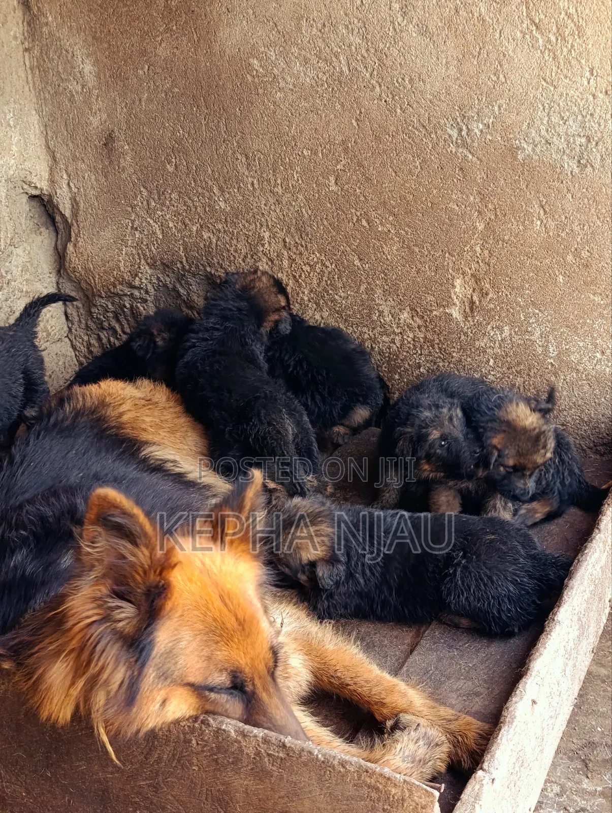 1-3 months Male Purebred German Shepherd