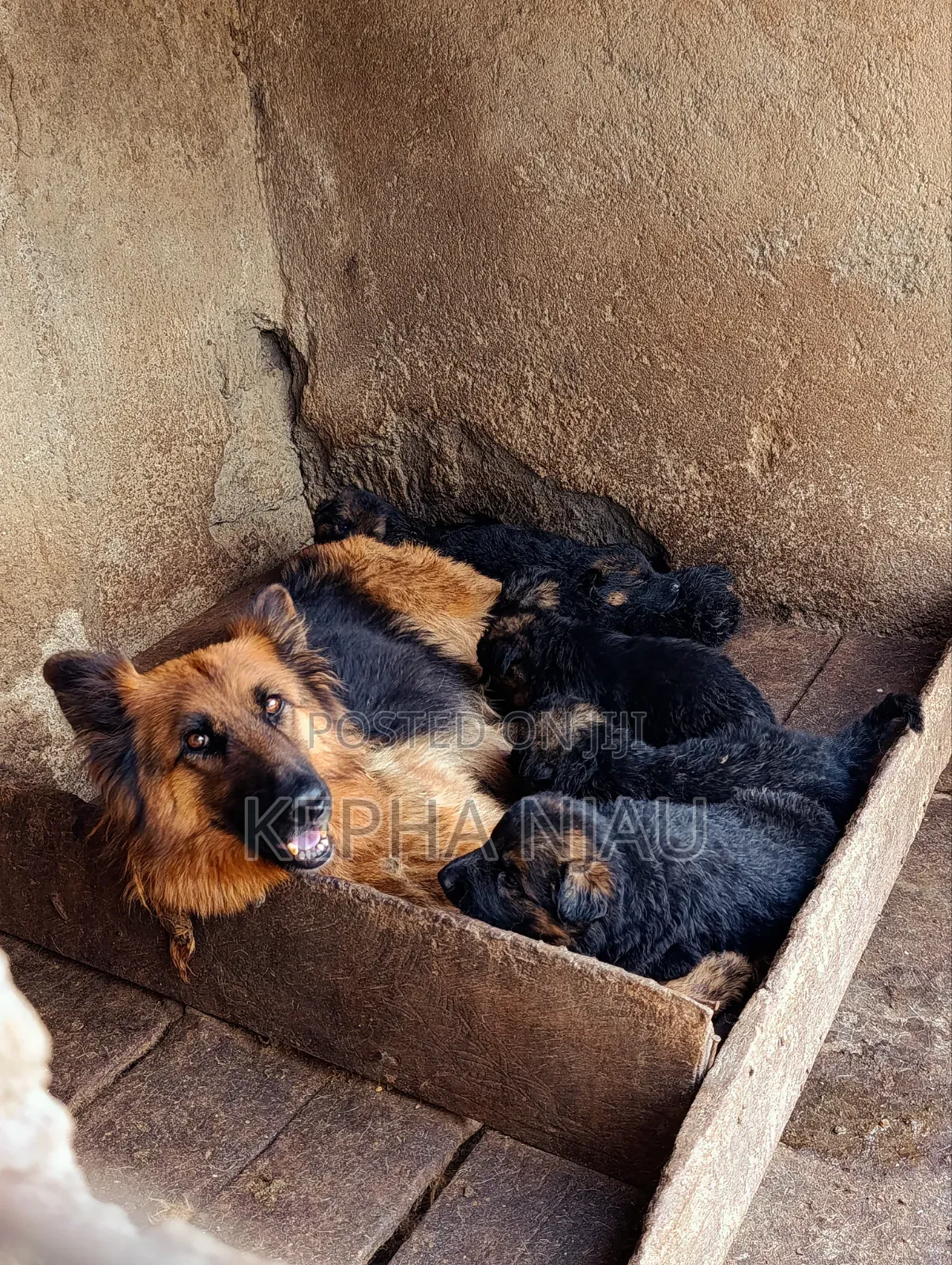 1-3 months Male Purebred German Shepherd