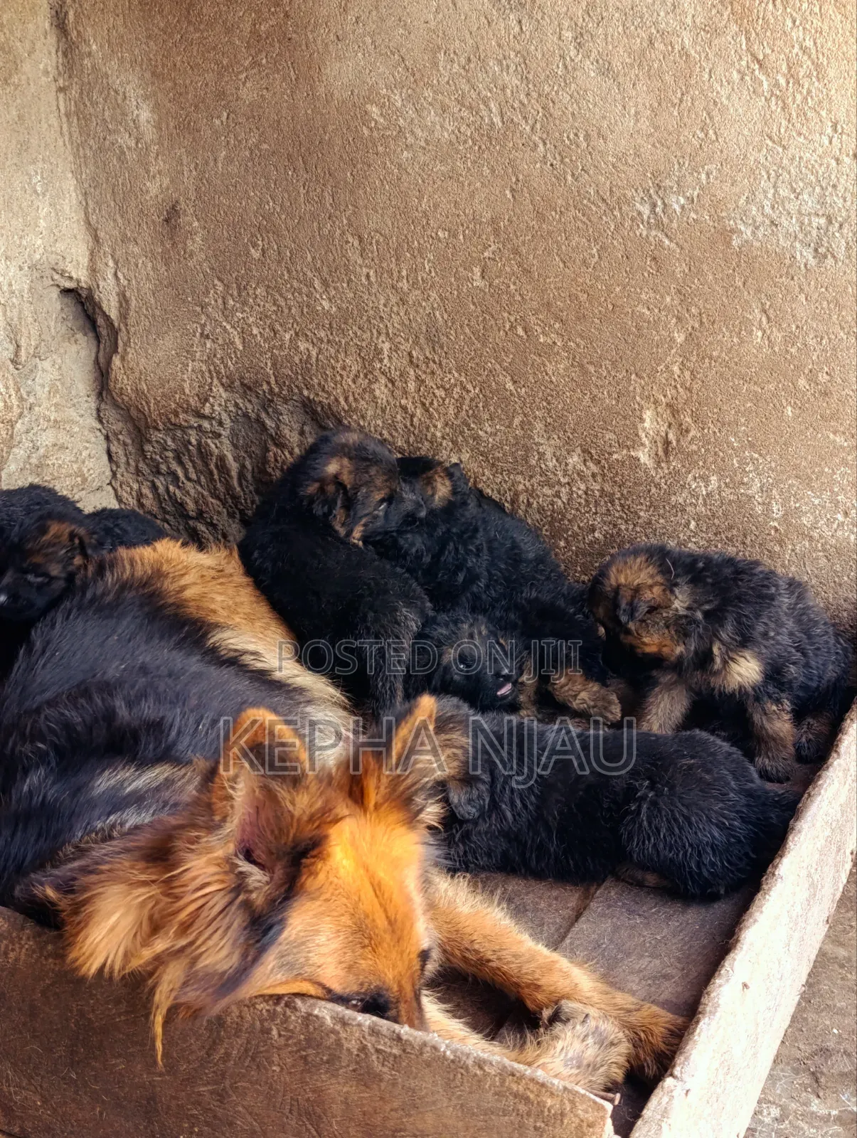 1-3 months Male Purebred German Shepherd