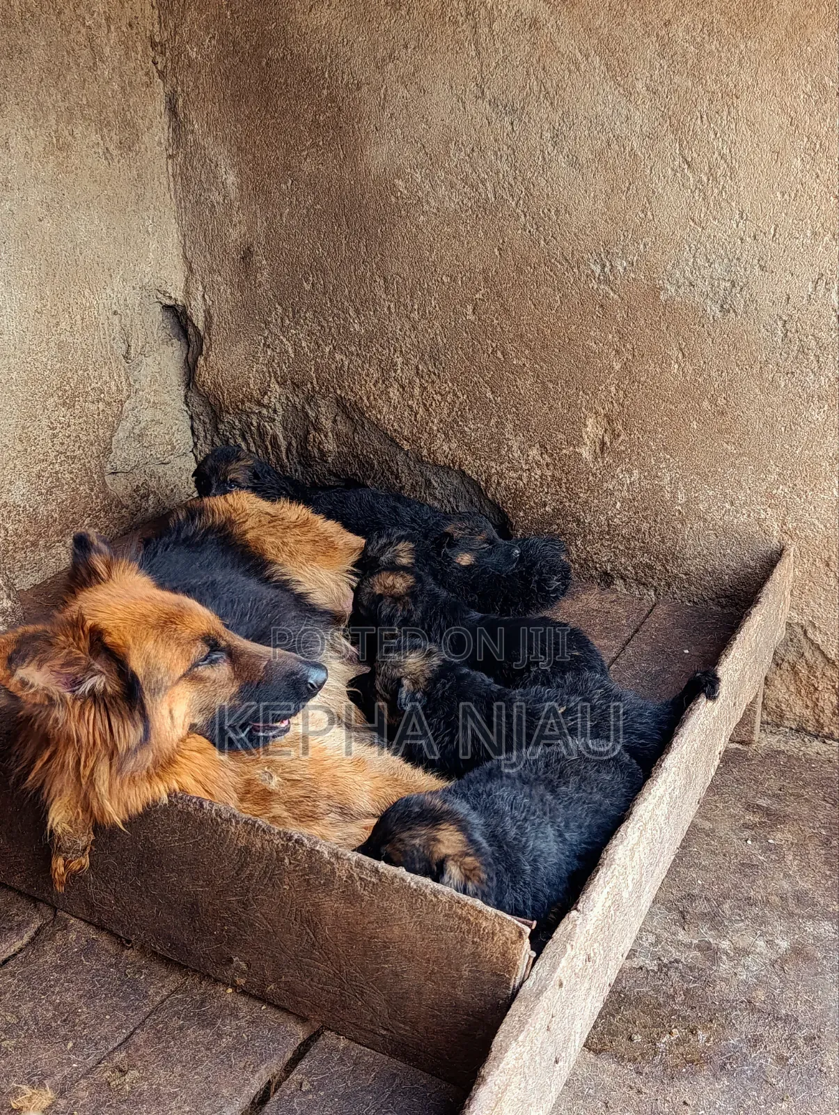 1-3 months Male Purebred German Shepherd
