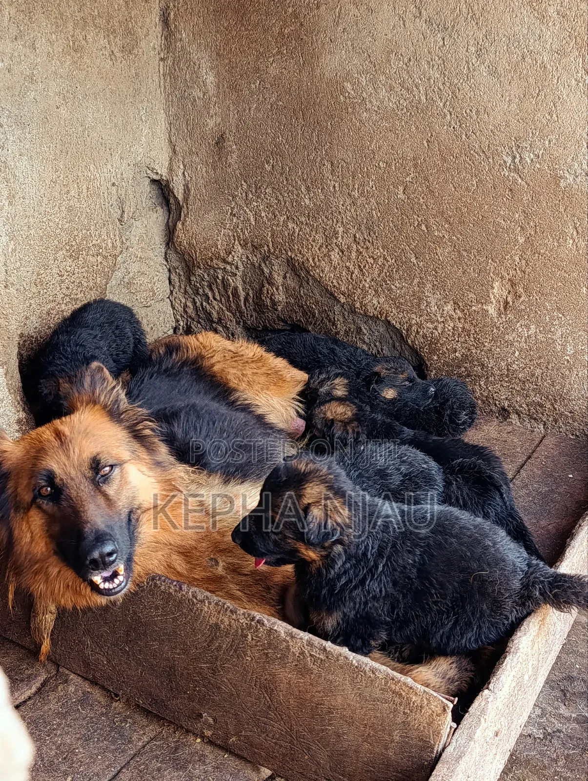 1-3 months Male Purebred German Shepherd