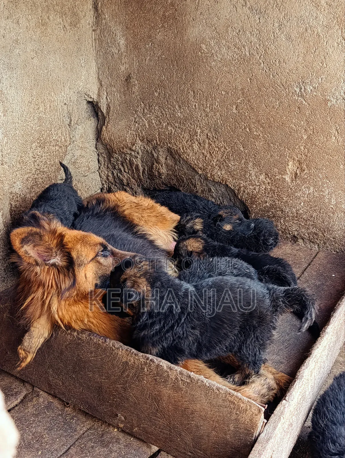 1-3 months Male Purebred German Shepherd